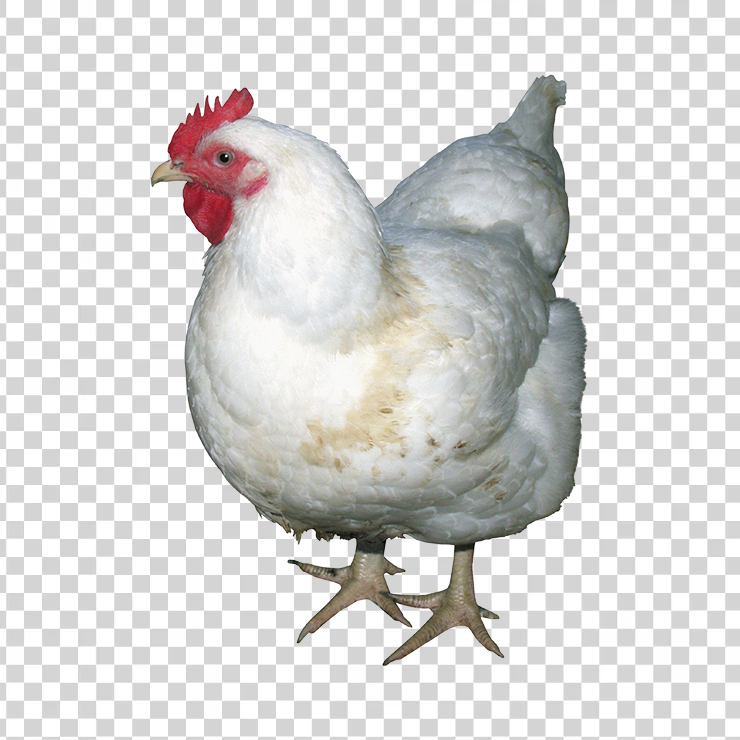Chicken 03