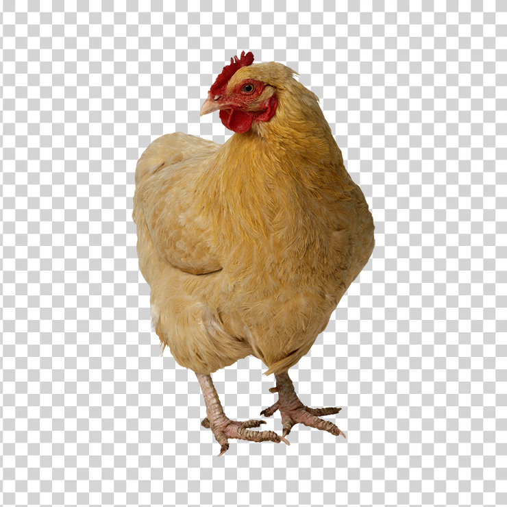 Chicken 04