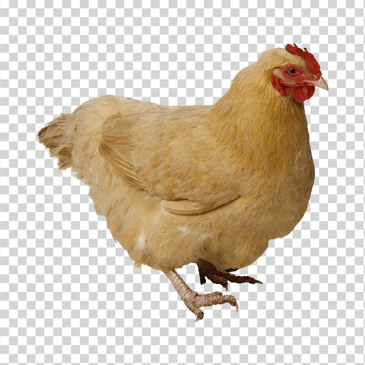 Chicken 06