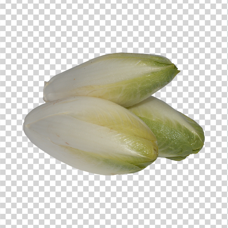 Chicory 1