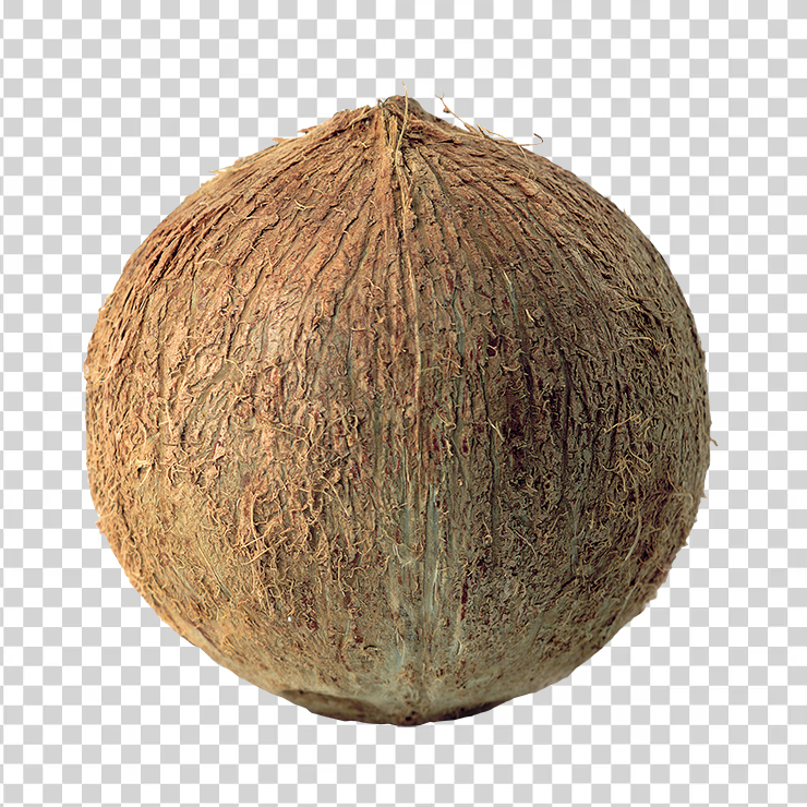 Coconut 13