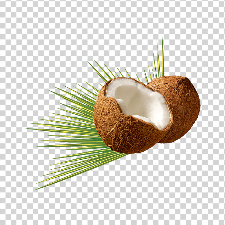 Coconut 659