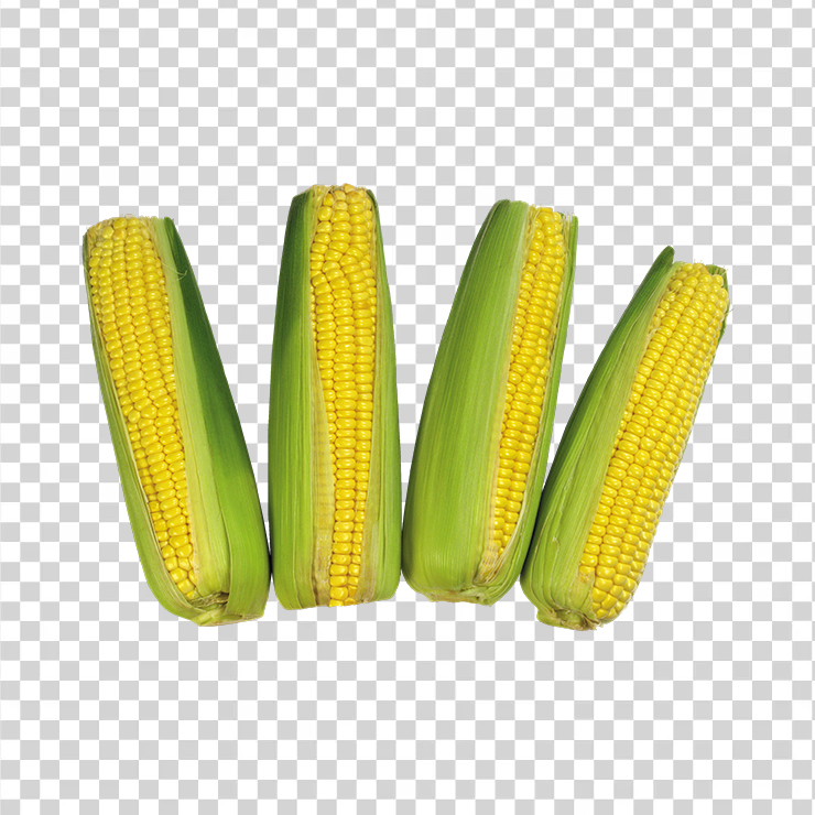 Corn 13