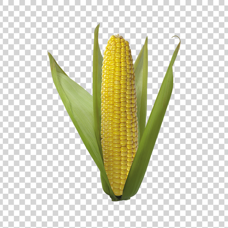 Corn 16