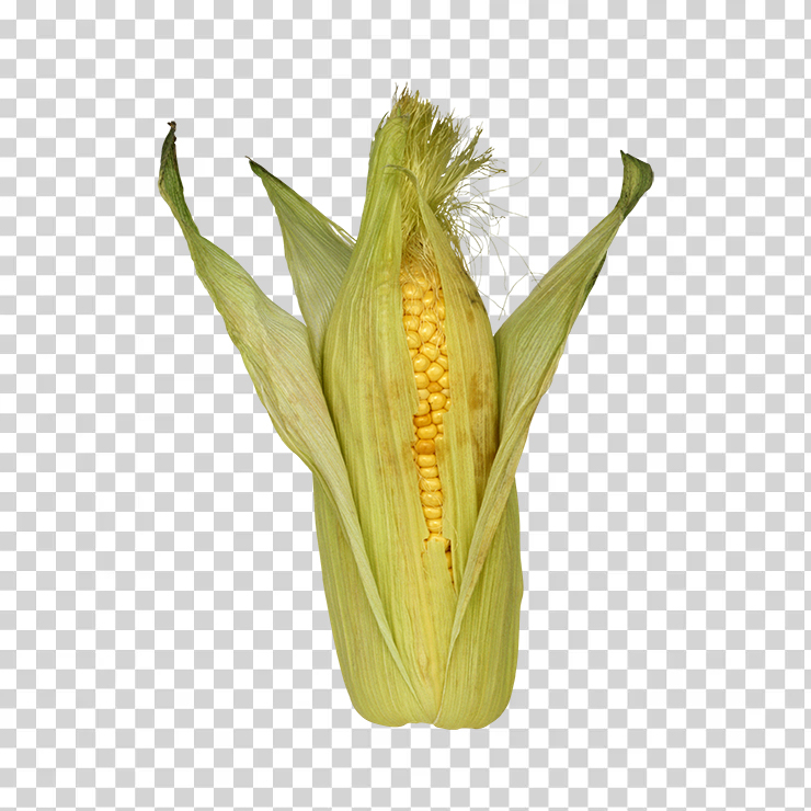 Corn 28