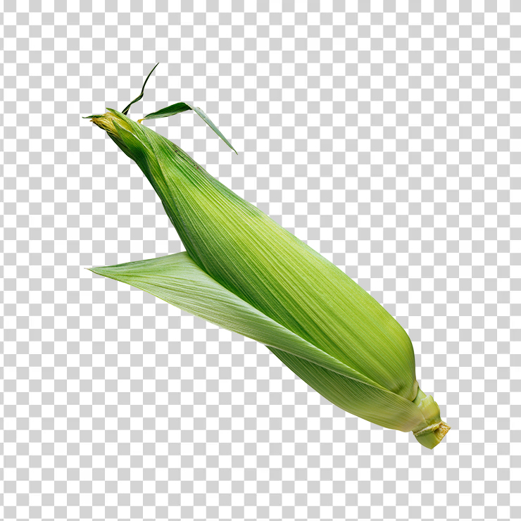 Corn 29
