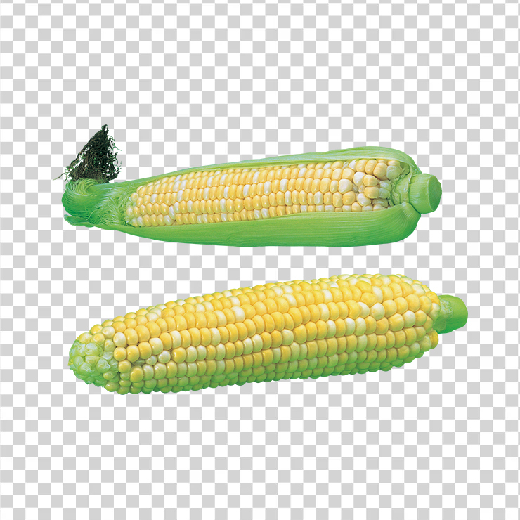 Corn 33