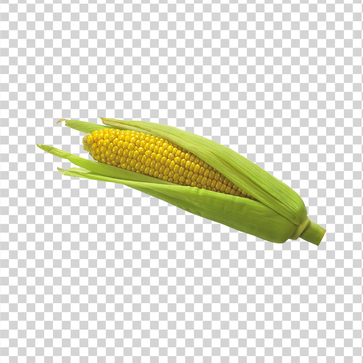 Corn 589