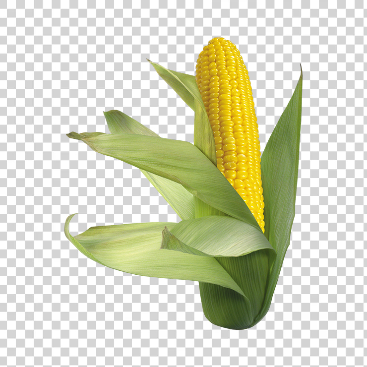 Corn 6