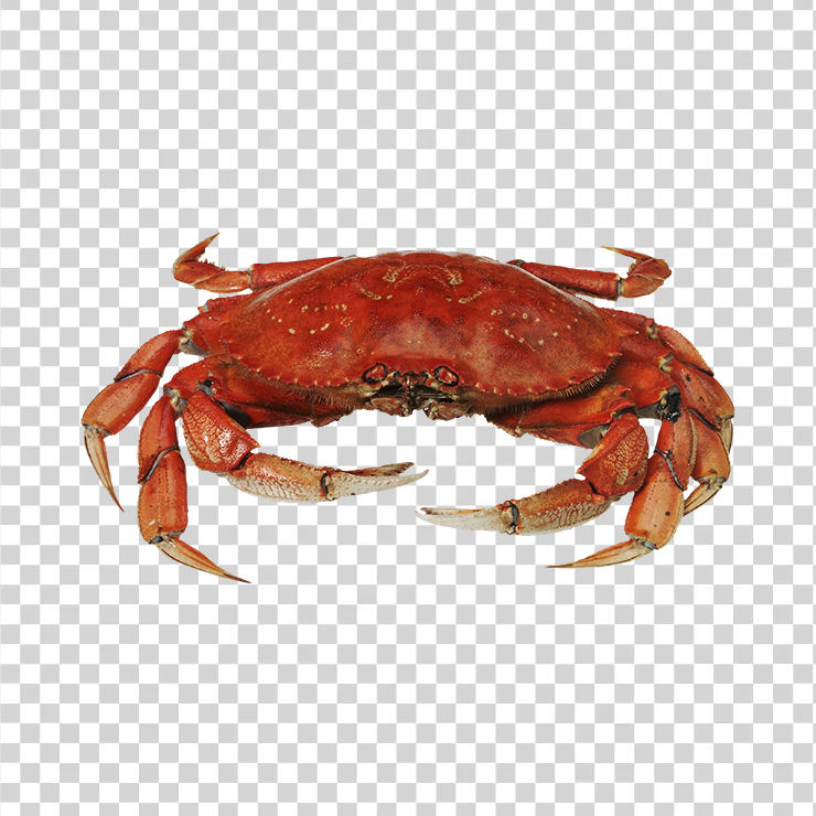 Crab 04