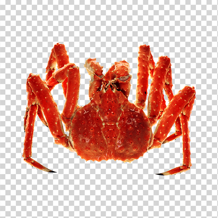Crab 06