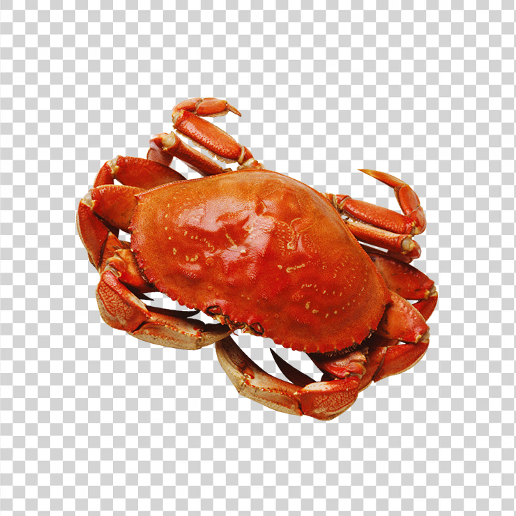 Crab 08