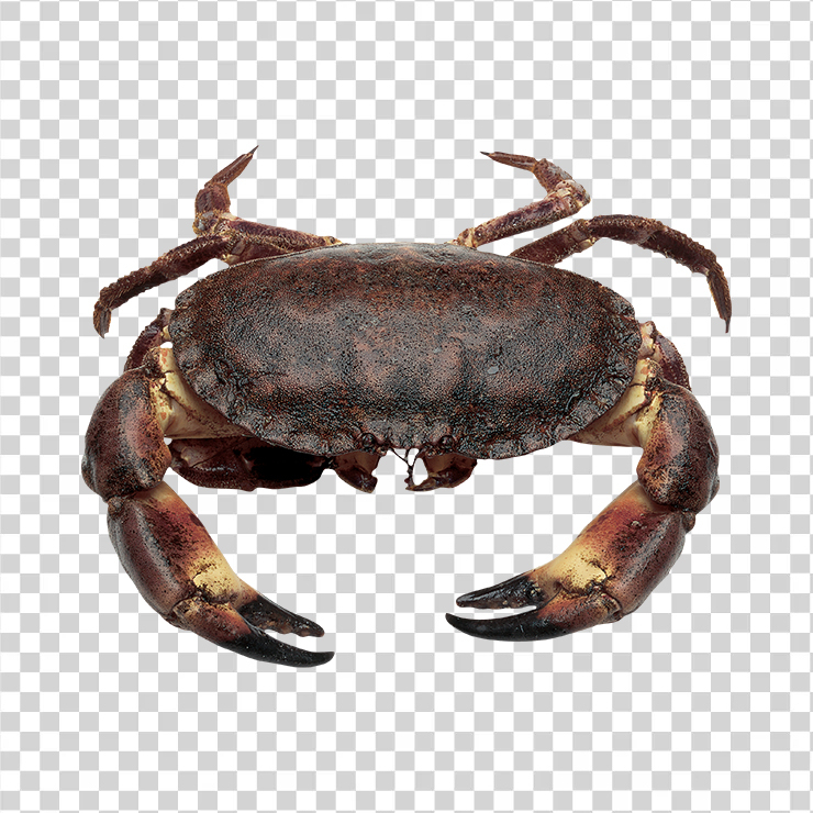 Crab 11