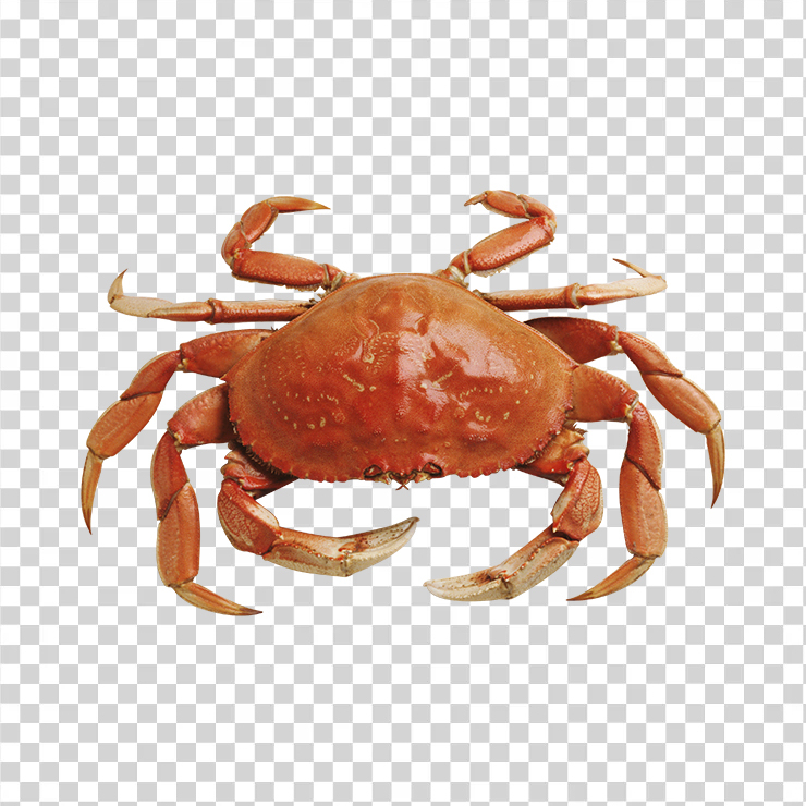 Crab 12