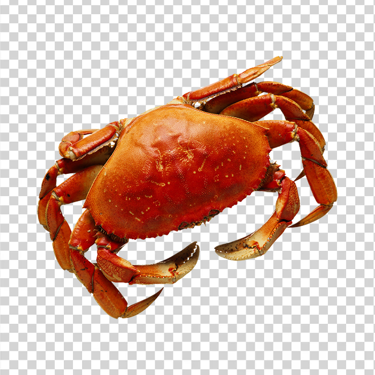 Crab 13