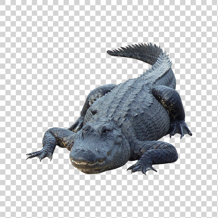 Crocodile 02