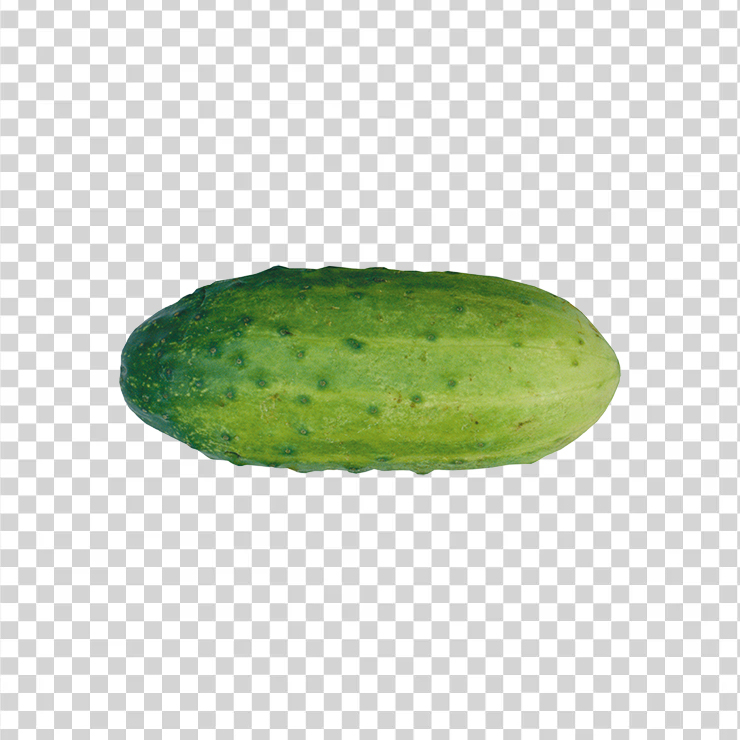 Cucumber 16
