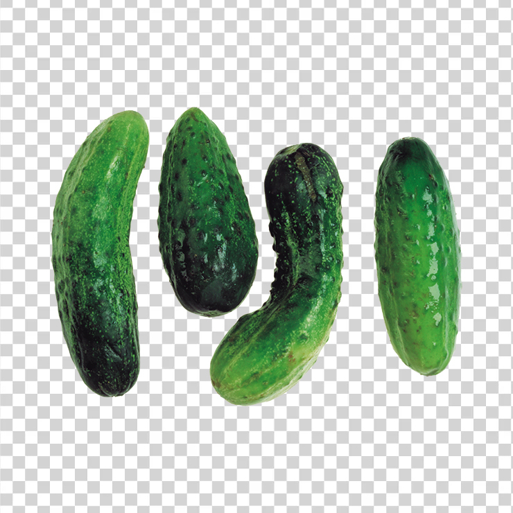 Cucumber 19