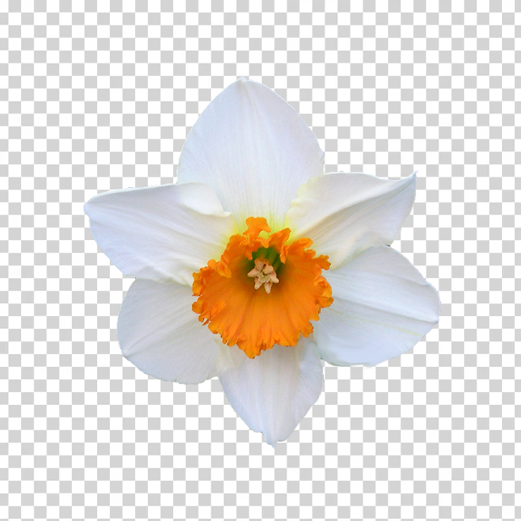 
									Daffodil