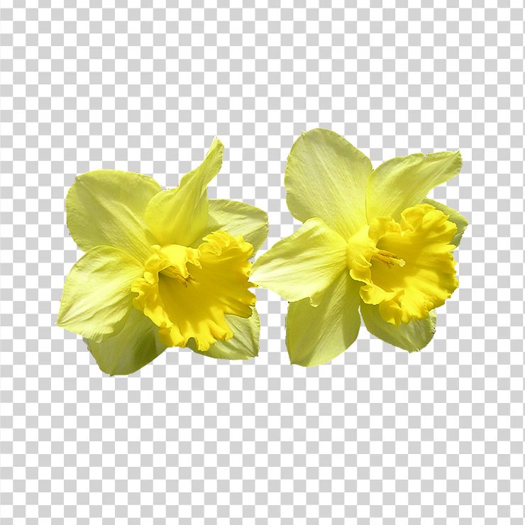 
									Daffodil 4