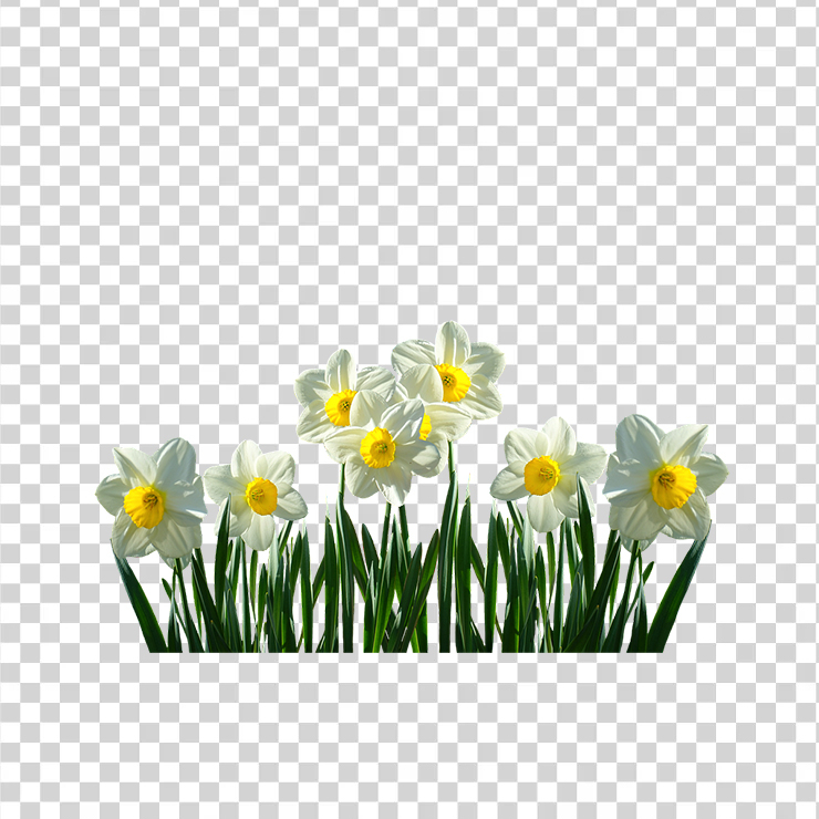 
									Daffodils 1