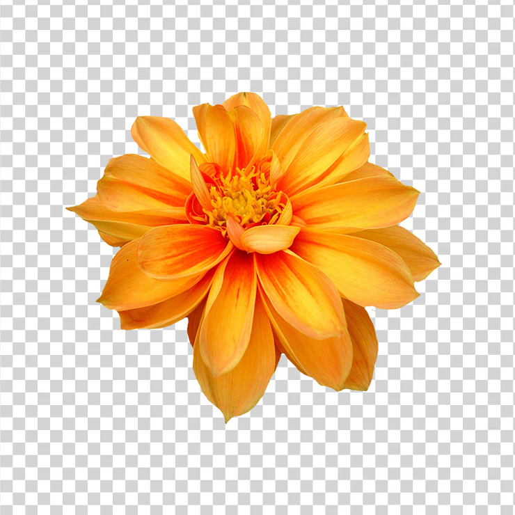 
									Dahlia Flower 1