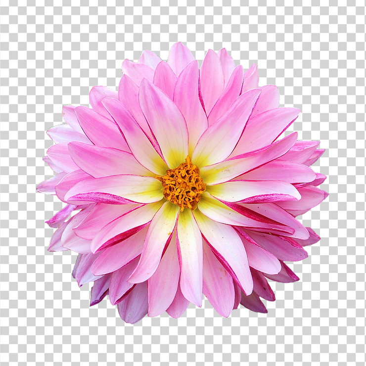 Dahlia 3