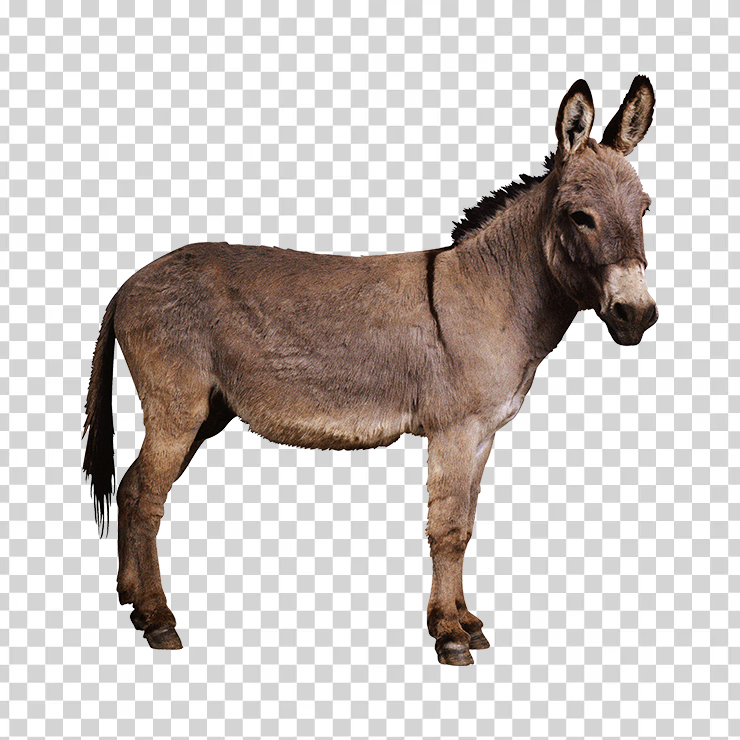 Donkey 01