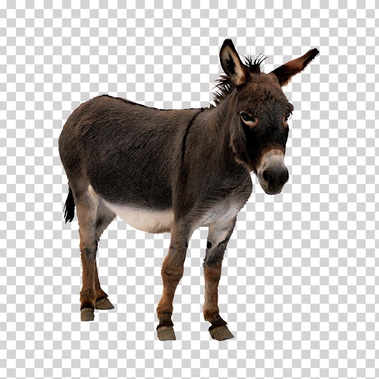 Donkey 02