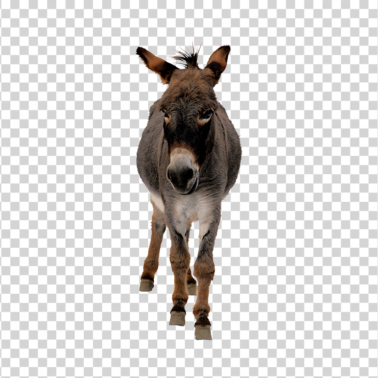 Donkey 04