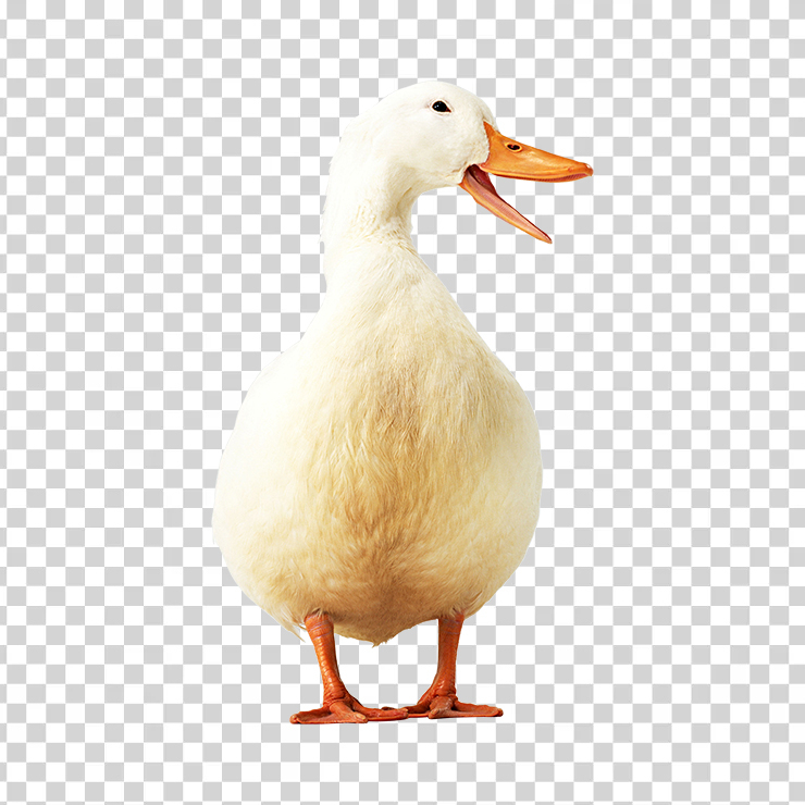 Duck 03