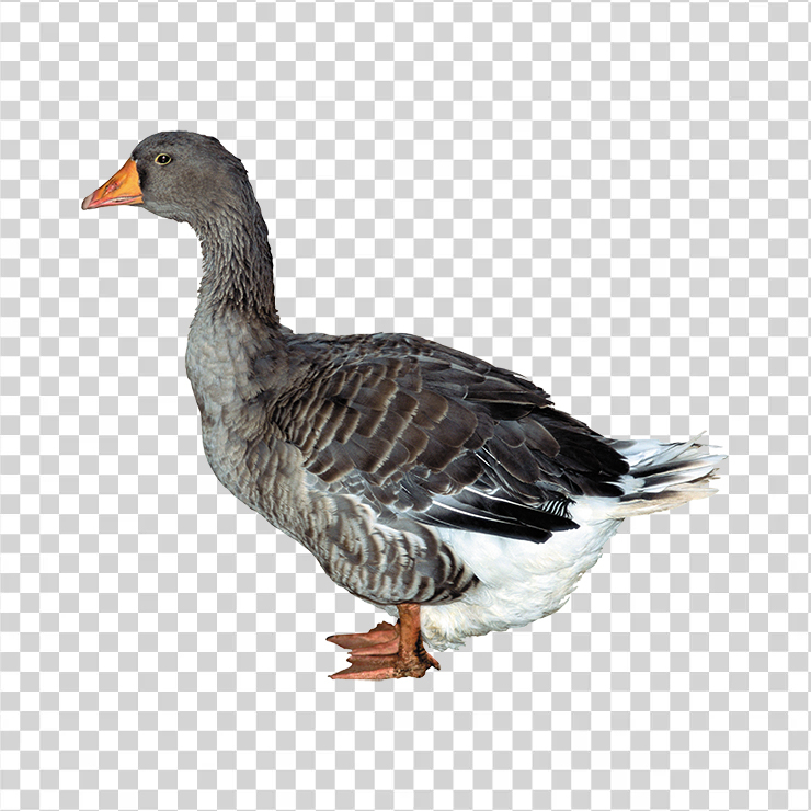 Duck 04