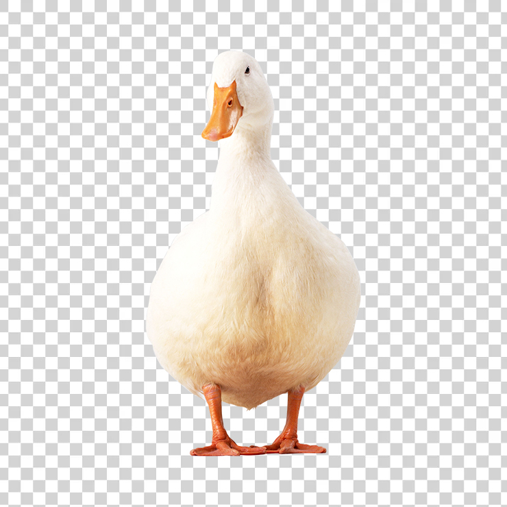 Duck 06