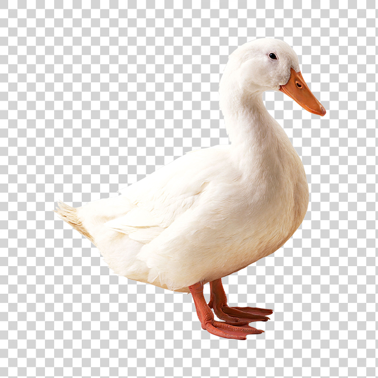 Duck 07