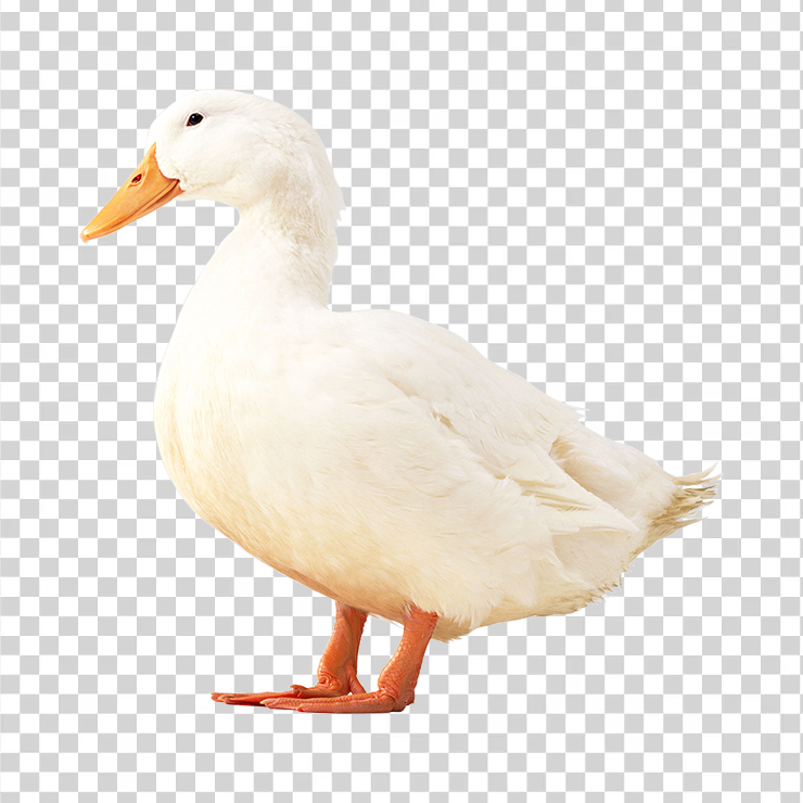 Duck 08