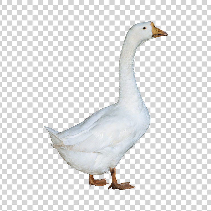 Duck 11