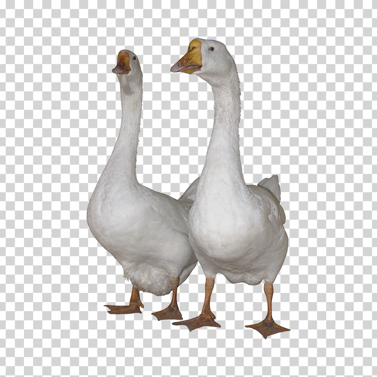 Duck 14