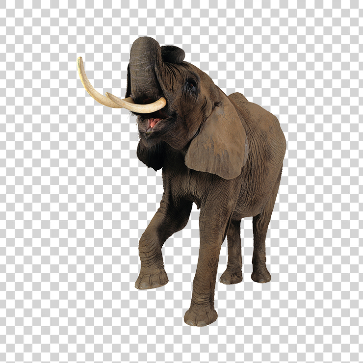 Elephant 03