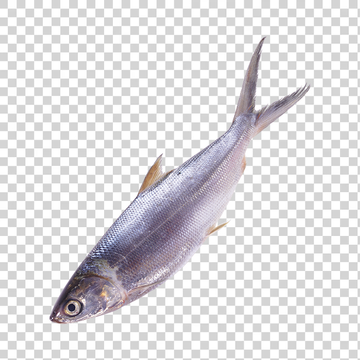 Fish 01