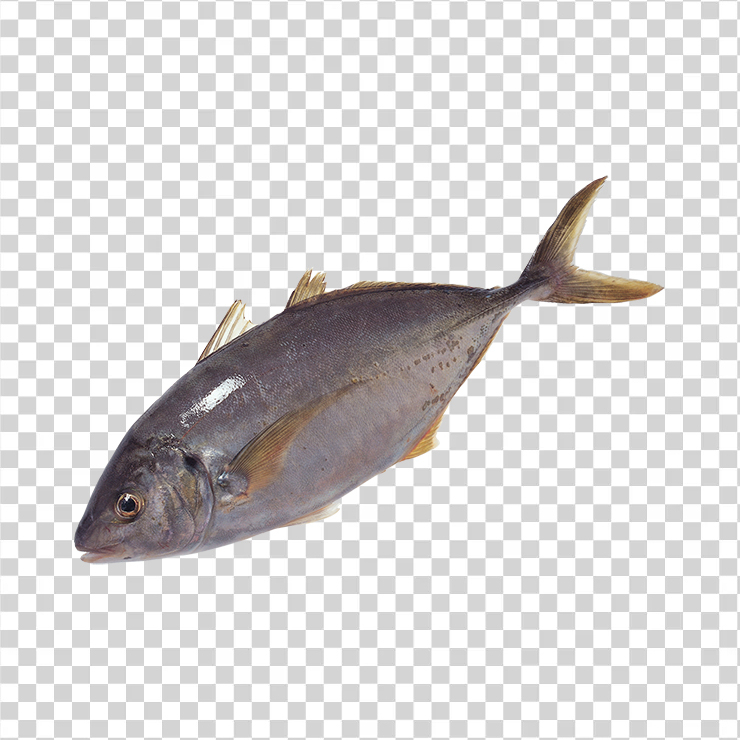 Fish 02