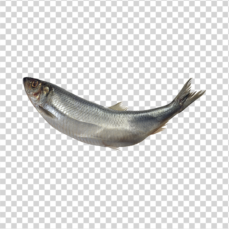 Fish 05
