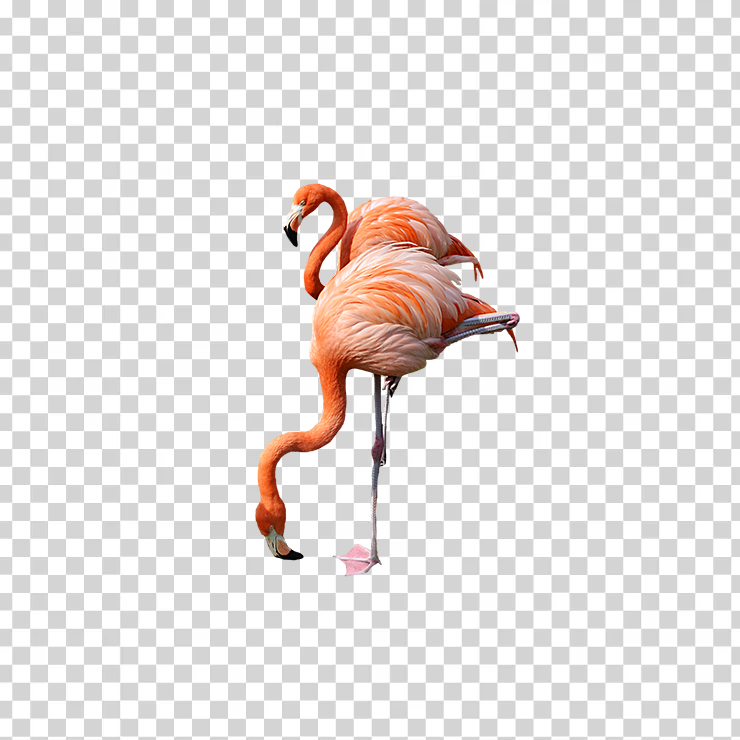 Flamingo 02