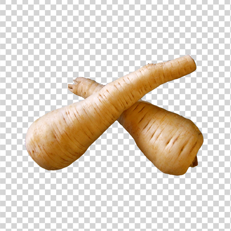 Fresh parsnip root