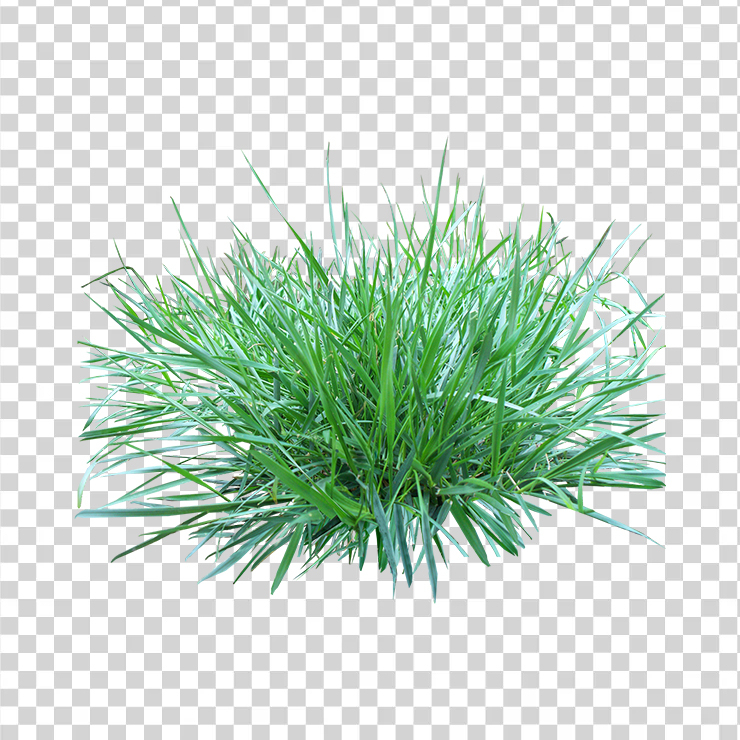 Grass 11