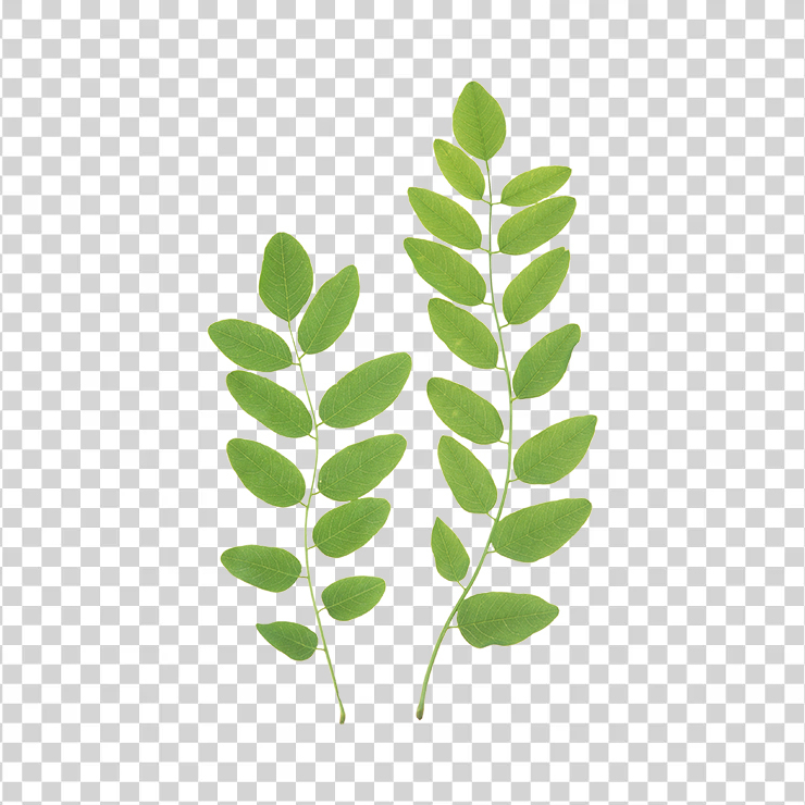 Green Leaves 10