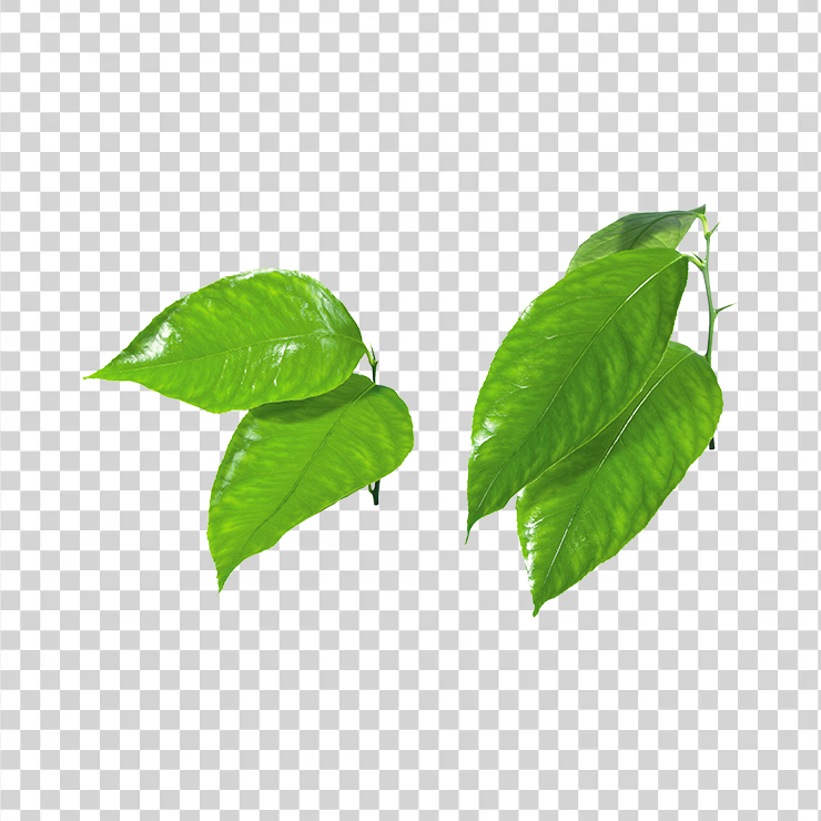 Green Leaves 13