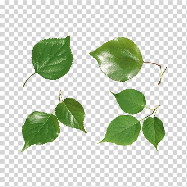 Green Leaves 16
