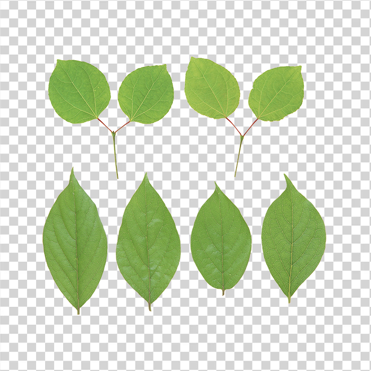 Green Leaves 18