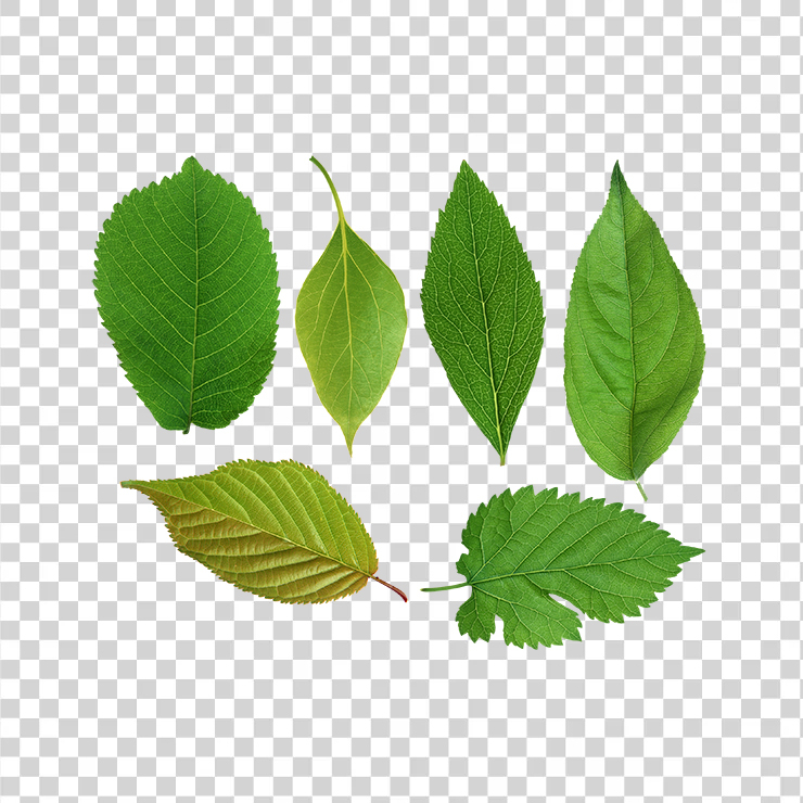 Green Leaves 20