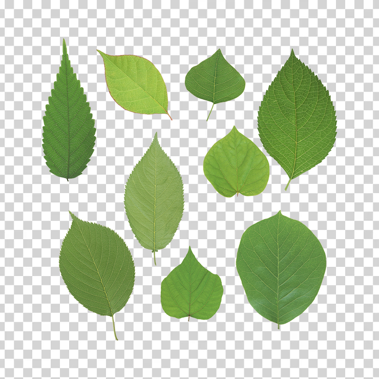 Green Leaves 21